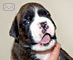 New photos of puppies  from Aivengo Tais